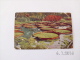 St.Paul. - Lily Pond In Como Park. (16 - 10 - 1908) - St Paul