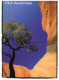 (222) Australia - Governement Environment Set Of 3 Postcard (Turtle - Tree - Native ) - Schildpadden