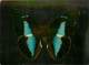 B16-0328  : PAPILLON   PREPONA MEANDER AMERIQUE TROPICALE - Schmetterlinge