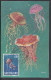 SAINT-MARIN - 1967 - BELLE CARTE MAXIMUM THEMATIQUE POISSONS " MEDUSA " - - Lettres & Documents