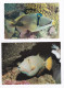 Lot De 2 Cartes Musée Océanique De Monaco Poisson Arbalète (Balistoides Undulatus)  Baliste (Balistapus Aculeatus)  TBE - Oceanographic Museum