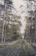 Kasterlee Dreef In Het Bos Casterle 1907 Kempen Stempel Thielen Tielen - Kasterlee