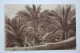 RUSSIA, Sochi. Phoenix (plant) Tree - Old Vintage Postcard  - 1920s - Arbres