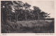 AK Itzehoe - Kiefern In Der Nordoer Heide - 1941 (21290) - Itzehoe