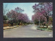 CPSM Congo Elisabethville - LUBUMBASHI - Jacarandas En Fleurs ( In Flower Maison Du Livre ) - Lubumbashi