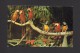 ANIMAUX - ANIMALS - OISEAUX - BIRDS - PARROT JUNGLE - PARROTS - PERROQUETS - PHOTO H.W. HANNAU - Oiseaux