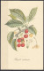 4 - Cartoncino Illustrativo - Prunus Avium - Ciliegia - Royale Ordinaire - - Altri & Non Classificati