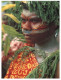(991) Vanautu Tanne Island Women - Vanuatu