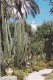 MAROC---MARRAKECH---jardin Exotique Du Peintre Majorelle---voir 2 Scans - Marrakech