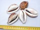 LOT 5 COQUILLAGES :  CYPRAEA TIGRIS  -------------- - Coquillages