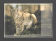 Belarus 2000. Postcard. Wild Cat Lynx Fauna - Belarus