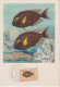 Carte Maximum, Poissons, Plasmarine, Publicité, 1955, Poisson Chirurgien , Timbre,  Mocambique, Teuthis - Mozambique