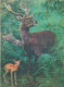 DEER WITH A BABY DEER 3D STEREOSCOPE POSTCARD - Stereoscope Cards