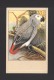 ANIMALS - ANIMAUX - OISEAUX - BIRDS -  GRAUPAPAGEI - African Grey Parrot - Jaco - Papegaai - PAR P. SLUIS - Birds