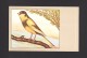 ANIMALS - ANIMAUX - OISEAUX - BIRDS - CANARI PANACHÉ - CANARY VARIEGATED - SERINUS CANARIUS - PAR P. SLUIS - Oiseaux