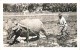 264211-Hawaii, Oahu, RPPC, Rice Field, Water Buffalo Used For Plowing, Walt's Studio No 133 - Oahu