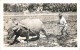 264213-Hawaii, Oahu, RPPC, Rice Field, Water Buffalo Used For Plowing, Walt´s Studio No 133 - Oahu