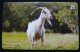 CROATIA 30 KN 2010 CHIP CARD GOAT, EXCELLENT QUALITY. - Kroatien