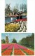 6 POSTKAARTEN: WINDMOLEN & TULPEN, LENTE / WINDMILL & SPRINGTIME, TULIPS - Moulin/Mühle  -  Holland - Bloemen