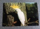 Sulphur-crested Cockatoo - Birds