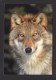 ANIMALS - ANIMAUX - GRAY WOLF (TIMBER WOLF) CANIS LUPIS - LOUP GRIS - GRAND FORMAT 17 X 12cm - 6¾ X 4½  - PHOTO T.PARKER - Autres & Non Classés