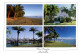 (446) Australia - QLD - Port Douglas Palm Trees - Arbres