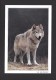 ANIMAL - ANIMAUX - VALLÉE DU GATINEAU LOUP GRIS - GREY WOLF - GRAND FORMAT 16½ X 11.2cm  6¾ X 4½ - PHOTO VALAN - Autres & Non Classés