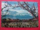 Carte Postale Roussillon  Ille-sur Tet, Vigne, Les Pêchers Et Le Canigou - Roussillon