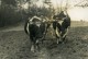 France Côtes Du Nord Agriculture Labourage Boeufs Ancienne Photo 1939 - Professions