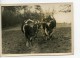 France Côtes Du Nord Agriculture Labourage Boeufs Ancienne Photo 1939 - Professions