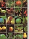 LIVRETS Fruits,Legumes Et Céréales D'ASIE  (lot De 3)   ANNEE 1977 - Vita Quotidiana