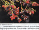 Delcampe - LIVRETS Fruits,Legumes Et Céréales D'ASIE  (lot De 3)   ANNEE 1977 - Practical