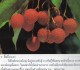 Delcampe - LIVRETS Fruits,Legumes Et Céréales D'ASIE  (lot De 3)   ANNEE 1977 - Praktisch