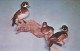 WOOD DUCKS At Fata's Taxidermy Studios - East Dedham, Massachusetts (Unused Postcard - USA, 1960´s) - Oiseaux