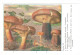 CPSM CHAMPIGNONS D EUROPE PAXILLE OMPHALE  PAR ROGER HEIM PUB TERRAMYCINE - Mushrooms