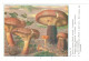 CPSM CHAMPIGNONS D EUROPE PAXILLE OMPHALE  PAR ROGER HEIM PUB TERRAMYCINE - Champignons