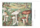 CPSM CHAMPIGNONS D EUROPE TRICHOLOME COLOMBETTE  PAR ROGER HEIM PUB POLYMYXINE - Mushrooms