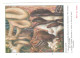 CPSM CHAMPIGNONS D EUROPE PLEUROTE AUTRES  PAR ROGER HEIM PUB SALAZOPYRINE - Champignons