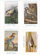 25606 Lot 4 CP Institut Sciences Naturelles Belgique -série Oiseaux -13 Mesange 12 Charbonniere 194 Guepier 172 Alouette - Oiseaux