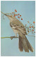 MOCKINGBIRD - Mimus Polyglottos - The State Bird Of Arkansas (Unused Postcard - USA, 1960´s) - Oiseaux