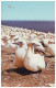 MOTHER AND BABY GANNET, Bonaventure Island Bird Sanctuary - Le Fous De Bassan (Unused Postcard - Canada, 1960´s) - Oiseaux