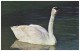 TRUMPETER SWAN - Olor Buccinator. The 4th Rarest Bird In U.S. (Unused Postcard - USA, 1960´s) - Oiseaux