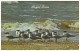 ROYAL TERNS - Thalasseus Maximus (Unused Postcard - USA, 1960´s) - Oiseaux