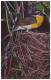 YELLOW-BREASTED CHAT - Icteria Virens (Unused Postcard - USA, 1960´s) - Oiseaux