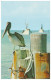 PELICAN Enjoing The Sun And Scenis Waterways Of Beautiful FLORIDA (Unused Postcard - USA, 1970's) - Oiseaux