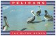 PELICANS, THE OUTER BANKS OF NORTH CAROLINA (Unused Postcard - USA) - Oiseaux