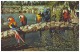 COLORFUL MACAWS Strike A Pose At Busch Gardens - TAMPA, FLORIDA (Unused Postcard - USA) - Oiseaux