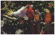 BEAUTIFUL CRESTED COCKATOO And MACAW At Parrot Jungle - MIAMI, FLORIDA (Unused Postcard - USA) - Oiseaux