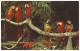 COLORFUL MACAW PARROTS At Parrot Jungle - MIAMI, FLORIDA (Unused Postcard - USA) - Oiseaux