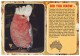 GALAH, PINK-and-GREY COCKATOO - Eolophus Roseicapillus - Cacatoès Rosalbin (Unused Postcard - Australia) - Uccelli
